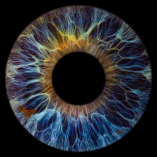 iris portrait seattle blue eye with gold